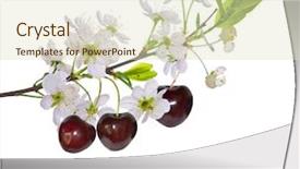  Presentation with fruit tree - Slide deck featuring cherry-tree branch with flowers background and a soft green colored foreground
