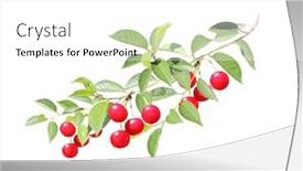  Presentation with berries - Presentation with cherry-tree-branch-with-red background and a white colored foreground