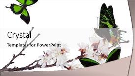  Presentation with butterflies - Colorful slide set enhanced with tree flowers and three green backdrop and a white colored foreground