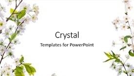  Presentation with white flower frame - Slide deck with cherry-tree flowers frame isolated background and a white colored foreground