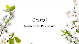  Presentation with white flowers - Theme having cherry-tree flowers half frame background and a white colored foreground