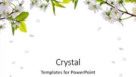  Presentation with cherry - Audience pleasing presentation consisting of cherry-tree flowers isolated backdrop and a white colored foreground