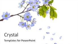  Presentation with cherry - Amazing theme having cherry-tree flowers isolated backdrop and a white colored foreground