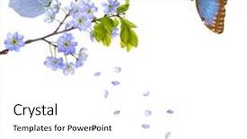  Presentation with white flowers - Presentation consisting of cherry-tree flowers isolated background and a white colored foreground