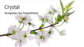  Presentation with white flowers - Beautiful theme featuring cherry-tree flowers isolated backdrop and a white colored foreground