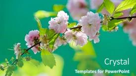  Presentation with gentle - 