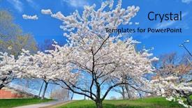  Presentation with tree spring flowers apple flowers - Slide deck with cherry tree in early spring background and a teal colored foreground