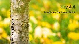  Presentation with green lawn - Slide set consisting of cherry tree trunk on autumn lawn with green grass and yellow leaves background background and a gold colored foreground