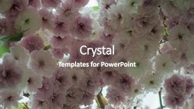 Presentation with tropical flowers close up - PPT layouts with cherry tree up close prunus background and a  colored foreground