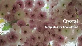  Presentation with cherry - Theme having cherry tree up close prunus background and a  colored foreground