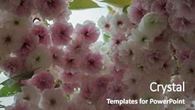  Presentation with cherry - PPT layouts enhanced with cherry tree up close prunus background and a  colored foreground