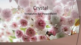  Presentation with cherry - Presentation theme consisting of cherry tree up close prunus background and a soft green colored foreground