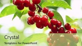 Presentation with cherry - Theme enhanced with cherry tree with ripe cherries background and a soft green colored foreground