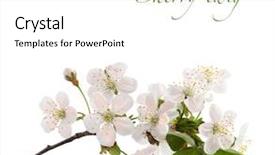 Presentation with bloom - Presentation with cherry twig in bloom isolated background and a white colored foreground