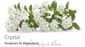  Presentation with bloom - 