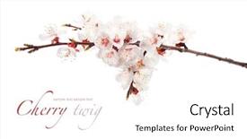  Presentation with japanese cherry blossom - Cool new slides with cherry twig in bloom backdrop and a white colored foreground
