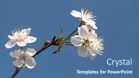  Presentation with cherry - Presentation theme consisting of blush pink plants - cherry background and a ocean colored foreground