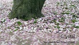  Presentation with cherry blossom - PPT theme featuring cherryblossoms - carpet of cherry blossom flowers background and a  colored foreground
