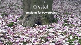  Presentation with card holiday flowers abstract - Colorful presentation enhanced with cherryblossoms - carpet of cherry blossom flowers backdrop and a  colored foreground