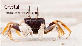  Presentation with crab - Slide set consisting of chesapeake bay - crab walking along a sandy background and a sky blue colored foreground