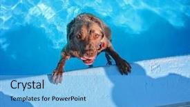  Presentation with public - PPT theme enhanced with chesapeake bay - cute dog playing background and a light blue colored foreground