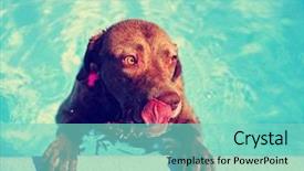  Presentation with filter - Colorful slide set enhanced with chesapeake bay - dog at a local public backdrop and a seafoam green colored foreground