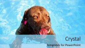  Presentation with public - Amazing theme having chesapeake bay - dog swimming at a local backdrop and a arctic colored foreground