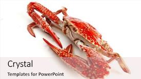  Presentation with rainbow over orad - Beautiful PPT theme featuring santa girl wearing christmas chat and shows a white space backdrop and a lemonade colored foreground