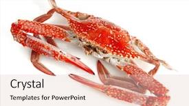  Presentation with rainbow over orad - Presentation theme enhanced with chesapeake bay - single sear orange crab background and a lemonade colored foreground