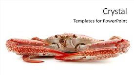  Presentation with rainbow over orad - PPT layouts featuring chesapeake bay - single sear orange crab background and a  colored foreground