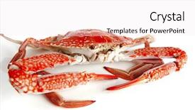  Presentation with crab - Beautiful PPT theme featuring chesapeake bay - single sear orange crab backdrop and a sky blue colored foreground