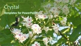  Presentation with spring - Presentation with chesnut-flowers-in-the-spring background and a tawny brown colored foreground