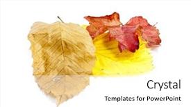  Presentation with ash gourd - PPT theme with chestnut and elm and ash background and a white colored foreground