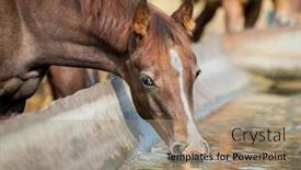  Presentation with foal - Presentation design enhanced with chestnut-baby-horse-close-up background and a coral colored foreground