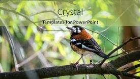  Presentation with survival - Slide deck with chestnut-backed-thrush-geokichla-dohertyi background and a yellow colored foreground