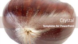  Presentation with cannabis sativa - Beautiful PPT theme featuring chestnut-castanea-sativa-isolated backdrop and a coral colored foreground