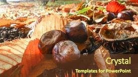  Presentation with autumn morning - PPT theme consisting of chestnut fallen on the ground background and a tawny brown colored foreground
