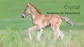  Presentation with foal - Amazing slides having chestnut foal running in field backdrop and a seafoam green colored foreground