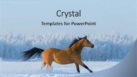  Presentation with free about pedestrian - Cool new presentation theme with chestnut free mustang in snowy backdrop and a light blue colored foreground