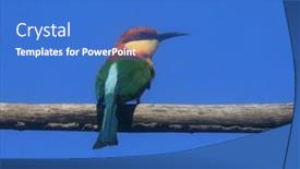  Presentation with bee - Colorful PPT theme enhanced with chestnut-headed-bee-eater-bird backdrop and a teal colored foreground