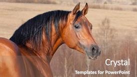  Presentation with horse head - Amazing presentation having chestnut horse head autumn background backdrop and a coral colored foreground