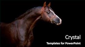  Presentation with horse - PPT theme with chestnut horse isolated on black background and a black colored foreground