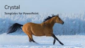  Presentation with running race - Audience pleasing presentation theme consisting of chestnut horse running across snowy backdrop and a light blue colored foreground