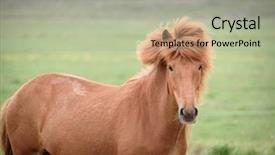  Presentation with pasture - Colorful PPT theme enhanced with chestnut horse with beautiful hairdo backdrop and a mint green colored foreground