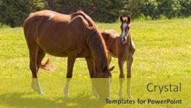  Presentation with foal - Presentation theme having chestnut-horses-mare-with-foal background and a yellow colored foreground