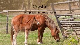 Presentation with foal - Beautiful PPT theme featuring chestnut-mare-and-foal backdrop and a coral colored foreground