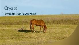  Presentation with pasture - Amazing PPT theme having chestnut mareat feeding in hillside pasture with bridle on casting a shadow in setting sun backdrop and a light blue colored foreground