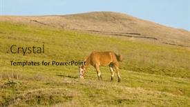  Presentation with pasture - Beautiful presentation theme featuring chestnut mareat feeding in hillside pasture with bridle on casting a shadow in setting sun backdrop and a gold colored foreground