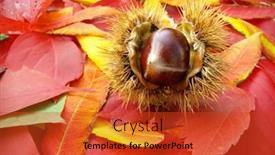  Presentation with maple - 