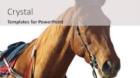  Presentation with path - Presentation theme featuring chestnut-racehorse-isolated-with-clipping background and a light gray colored foreground